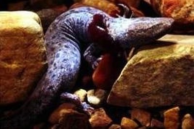 http://en.wikipedia.org/wiki/File:Necturus_maculosus_maculosus.jpg