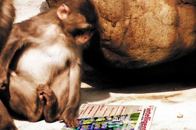 The publication information is often in small print, located just below the title or in a corner of the front cover of a journal.