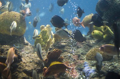 aquarium fish 8 image by cherie from Fotolia.com