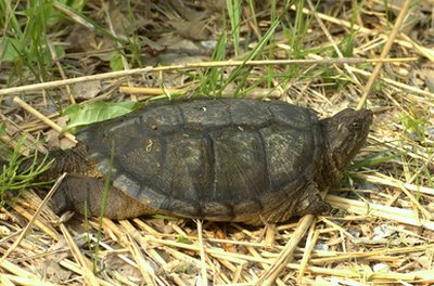 common snapping turtle (chelydra serpentina) image by Bruce MacQueen from Fotolia.com