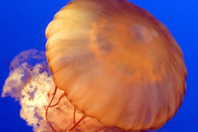 jellyfish image by cherie from Fotolia.com
