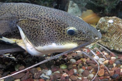 catfish image by pearlguy from Fotolia.com