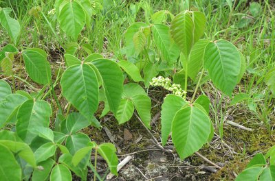 Garden Guides  Sprays That Will Kill Poison Ivy, But Not Grass