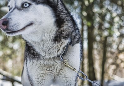 How to Care for Dogs in Cold Temperatures