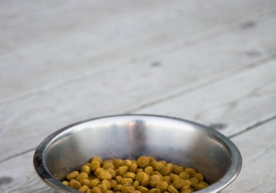 What Causes a Dog to Stop Eating?