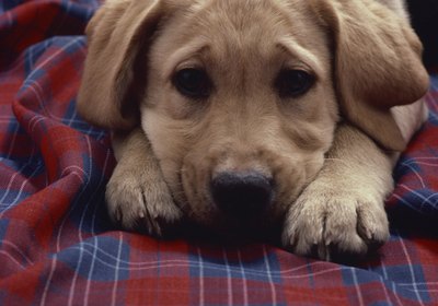 How Do I Know if My Dog's Toes Need to Be Trimmed?
