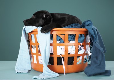 How to Make a Dog Bed From Plastic Piping