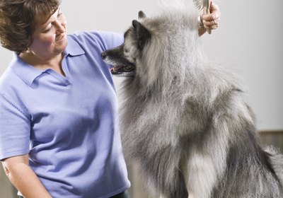 The Best Brushes for a Shedding Dog
