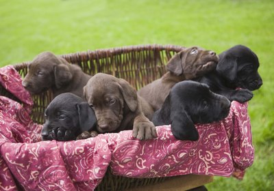 How Old Should My Puppies Be to Get Their Shots?
