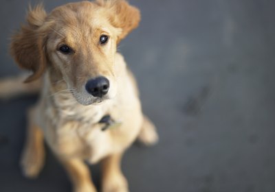 What Is Lacking in Diet When a Dogs Eats Feces?