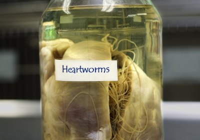 How to Prevent & Treat Doggy Worms