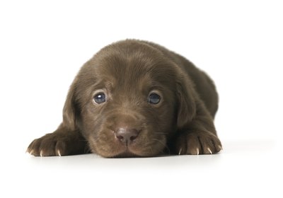 Can a Dog Catch Parvo Virus If They Have the First Shot?