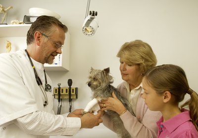 Nurtritional Supplements for Older Dogs