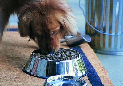 What Is Ferrous Sulfate in Dog Food?