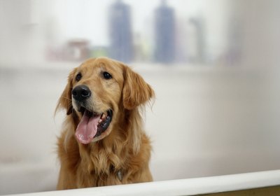 How to Prevent a Dog From Chewing on Sutures