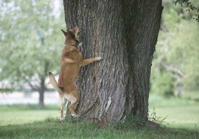 How to Get Dogs to Stop Barking With Sounds