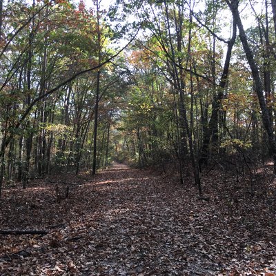 Waterfalls In The Sipsey Wilderness | USA Today