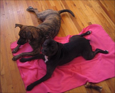 http://www.flickr.com/photos/chainsawpanda/81824398/, E. Tumbarello, E. Tumbarello, http://www.flickr.com/photos/dainec/1444506/, Pets love microfleece, as evidenced by these pampered pooches on a piece of pink fleece.