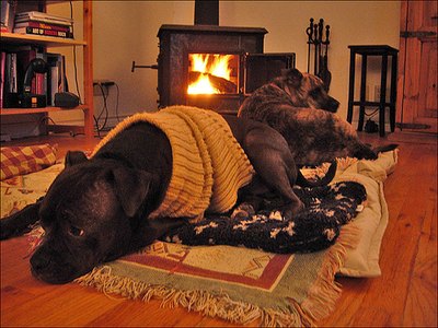 Best friend lounging in a sweater made with love