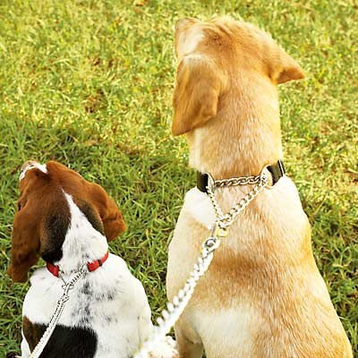 Martingale collars.