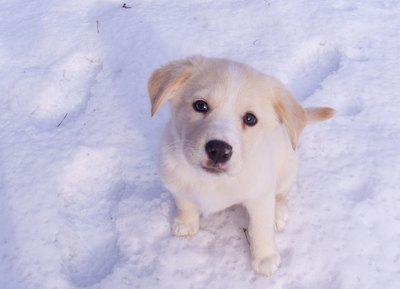 Treat your dog's dandruff at home.