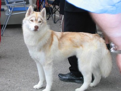 Image by Flickr.com, courtesy of PartnerHund.com New situations or changes can make a dog anxious.