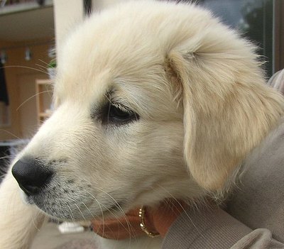 Image by Flickr.com, courtesy of Powi) (Per Ola Wiberg Puppies are often available at pet stores and shelters.