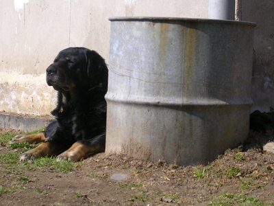 dog image by martini from Fotolia.com A large mixed-breed stray suns himself.
