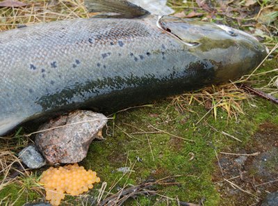 Salmon and caviar image by Tamara Souchko from Fotolia.com Raw salmon contains a parasite that can cause a dog to become sick or die.
