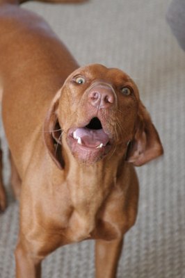 barking brown dog image by Paul Retherford from Fotolia.com Florida dog-bite laws include dangerous dog laws.