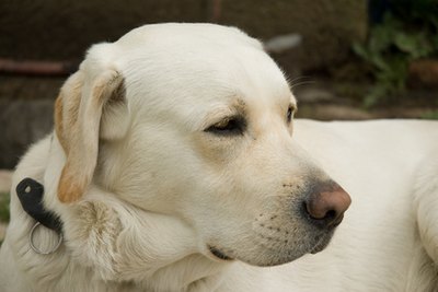 labrador dog image by muro from Fotolia.com Service dogs make good companions.