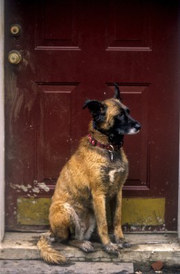 wet dog waiting patiently image by steven hendricks from Fotolia.com Dogs don't like to be alone and may exhibit destructive behavior when you're gone.