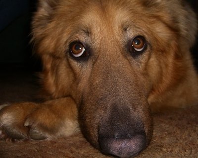 german shepherd dog image by Lisa Batty from Fotolia.com A dog's nose typically requires little grooming.