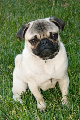 Sitting Pug image by LOLA from Fotolia.com The characteristic short face of a pug leads to some serious respiratory drawbacks.