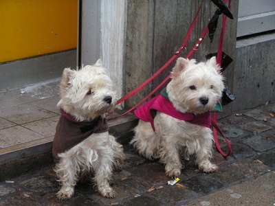 dogs image by Anton Chernenko from Fotolia.com European dog shows are regulated by the Fédération Cynologique Internationale