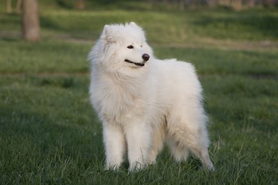 samoyed image by Nickolay Bolshakov from Fotolia.com A samoyed requires regular grooming.