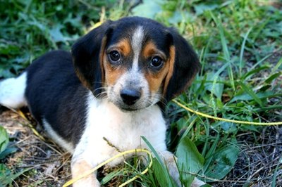 puppy image by marca coffey from Fotolia.com Hound puppy