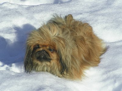 winter. dog on the snow. image by Nikolai Sorokin from Fotolia.com Even the furriest dogs need paw protection from the snow.
