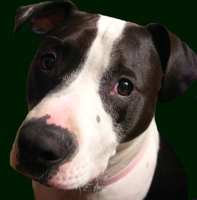 pit bull dog image by Danuta Kania from Fotolia.com Dogs can untie shoes.