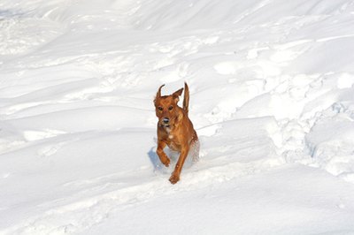 Winter Dogs image by Stana from Fotolia.com Always use caution when approaching a stray dog.