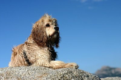 dog image by jeancliclac from Fotolia.com Unruly pet hair