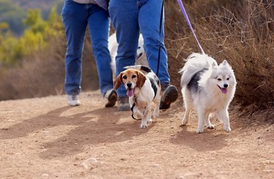 dog image by Byron Moore from Fotolia.com Walking your dog provides exercise while sparing your lawn.