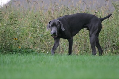 hunting dog sporting pet blue weimaraner image by Paul Retherford from Fotolia.com Some dogs are natural hunters, such as retrievers and other working dogs.