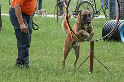 dog show image by agno_agnus from Fotolia.com Dog shows in California celebrate the beauty and grace of man's best friend.