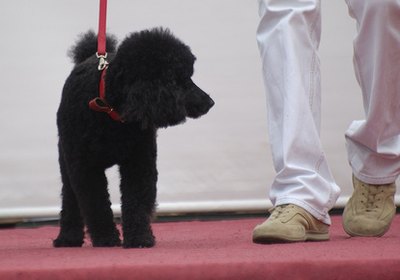 dog image by apeschi from Fotolia.com Most types of dogs can be trained to sniff out bed bugs.
