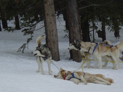sled dog,huskie,dog,sledding,dogsledding,tiger roa image by Earl Robbins from Fotolia.com