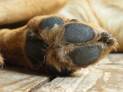 Une patte sur le parquet image by MaxLeMans from Fotolia.com Dog paw, pad and nail health depend on routine care.