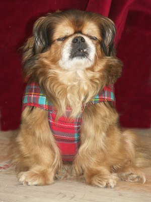 un chien pékinois image by MONIQUE POUZET from Fotolia.com To save money at fancy pet boutiques, consider making your own animal clothing.