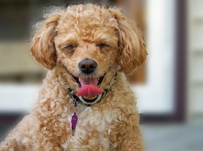 poodle image by palms from Fotolia.com Poodle mix wearing a tag