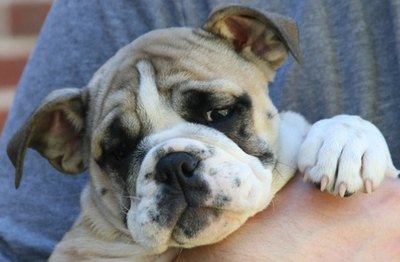 cute puppy image by Craig Stevens from Fotolia.com The bulldog is also known as the English or British bulldog.
